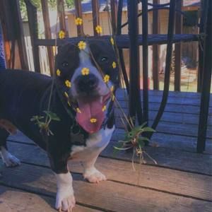 Meet your Posher, Donna c